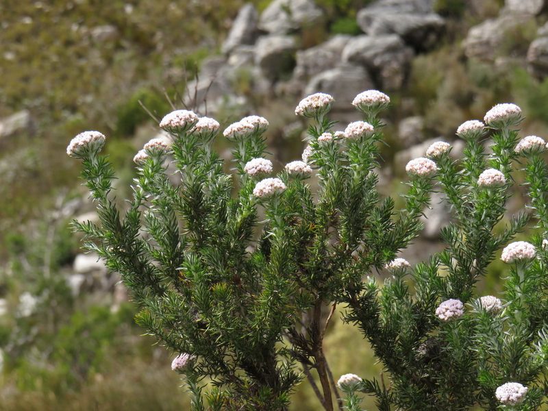 Metalasia muraltiifolia, photographed by Jeremy Gilmore