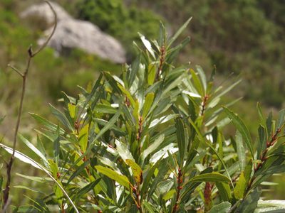 Myrica integra, photographed by Jeremy Gilmore