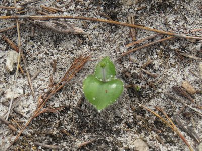 Holothrix villosa, photographed by Jeremy Gilmore