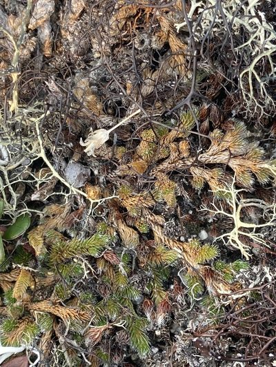 Selaginella sibirica, photographed by Maria Khoreva