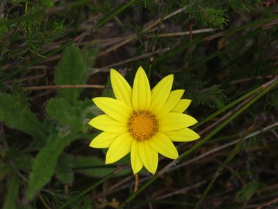 Arctotis semipapposa, photographed by Jeremy Gilmore