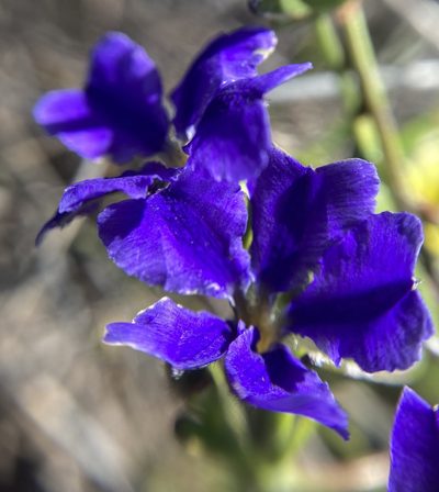 Dampiera linearis, photographed by pimelea