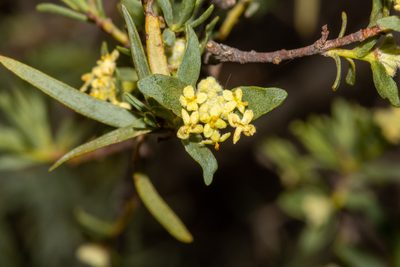 Pimelea microcephala, photographed by T. Hammer