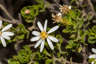 Olearia muelleri, photographed by T. Hammer