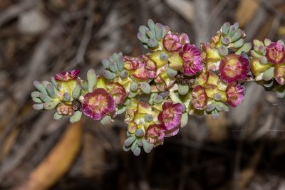 Maireana erioclada, photographed by T. Hammer