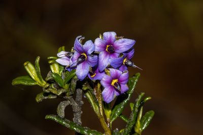 Halgania andromedifolia, photographed by T. Hammer