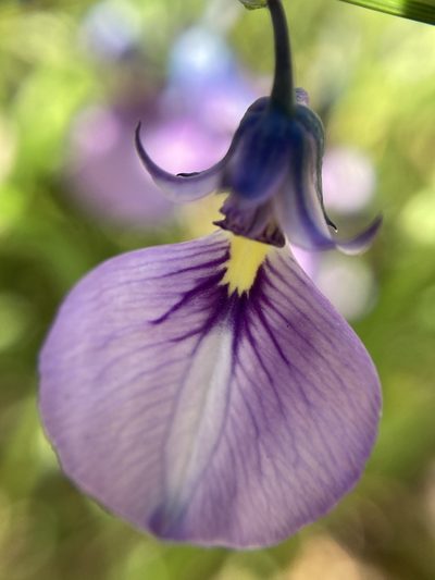 Pigea calycina, photographed by pimelea