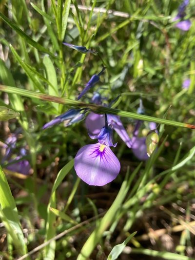 Pigea calycina, photographed by pimelea