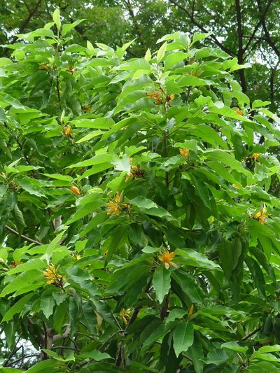 Magnolia champaca, photographed by Cheongweei Gan
