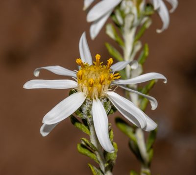 Olearia pimeleoides, photographed by T. Hammer
