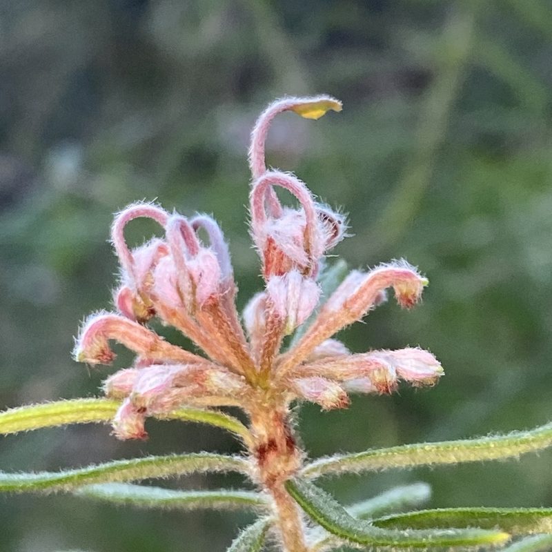 Grevillea phylicoides, photographed by prossington