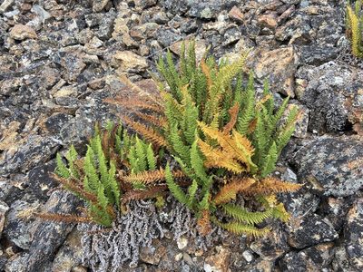 Dryopteris fragrans, photographed by Maria Khoreva