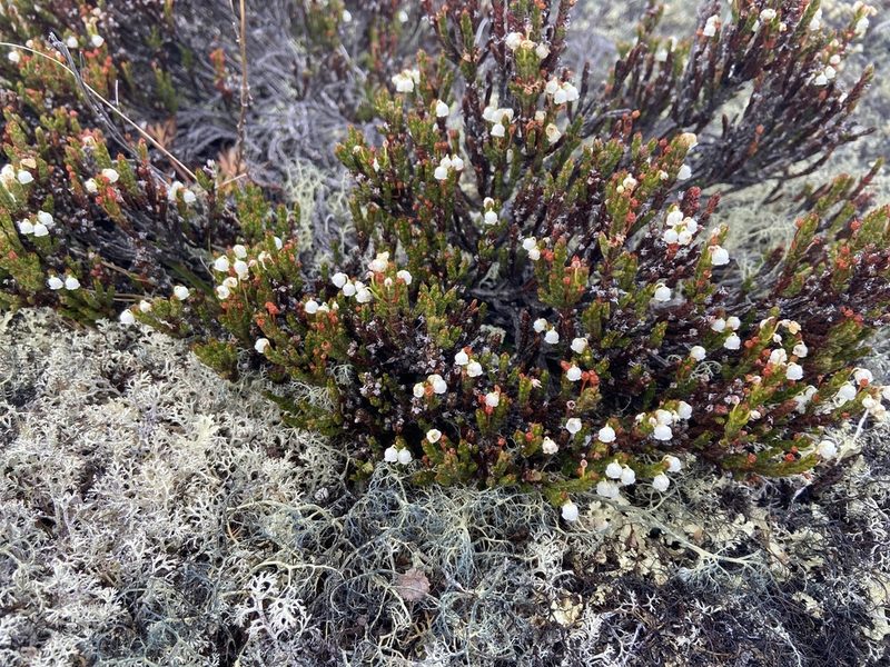 Cassiope ericoides, photographed by Maria Khoreva