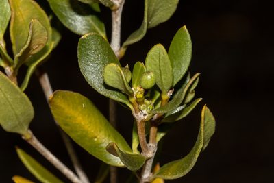 Alyxia buxifolia, photographed by T. Hammer