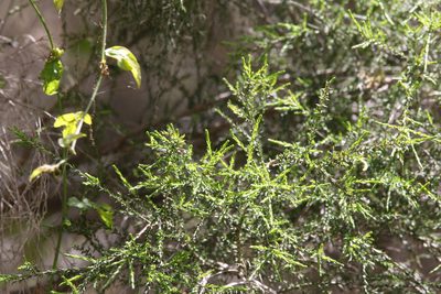 Melaleuca irbyana, photographed by Greg Tasney