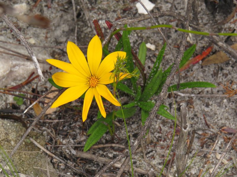 Gazania serrata, photographed by Jeremy Gilmore