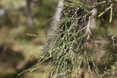Melaleuca irbyana, photographed by Greg Tasney