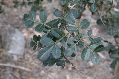 Flindersia collina, photographed by Greg Tasney