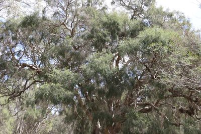 Melaleuca irbyana, photographed by Greg Tasney