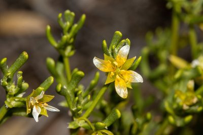 Roepera aurantiaca, photographed by T. Hammer