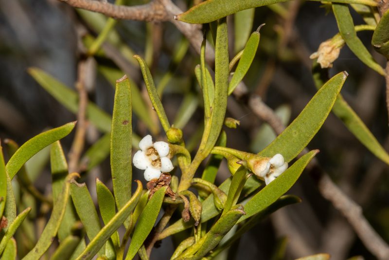 Eremophila deserti, photographed by T. Hammer