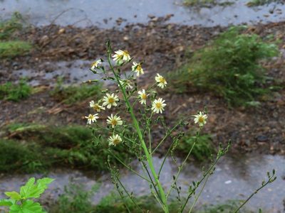 Lactuca indica, photographed by mami_t_t