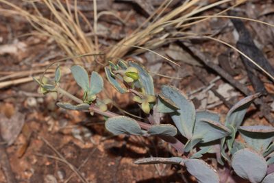 Roepera glauca, photographed by T. Hammer