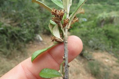 Brachylaena ilicifolia, photographed by Brian du Preez