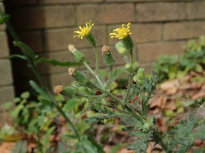 Senecio viscosus, photographed by Daniel Cahen