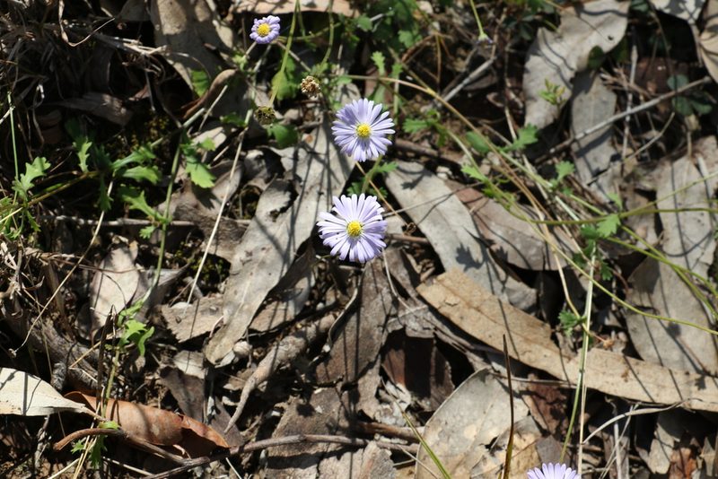 Brachyscome microcarpa, photographed by Greg Tasney