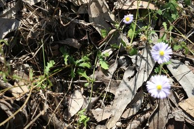 Brachyscome microcarpa, photographed by Greg Tasney