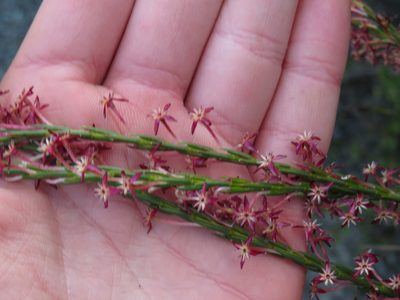 Struthiola macowanii, photographed by Jeremy Gilmore