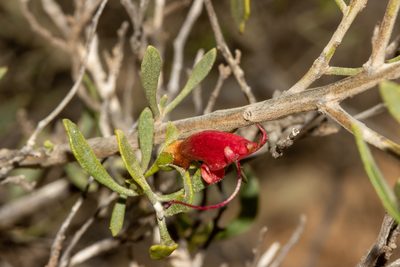Eremophila glabra, photographed by T. Hammer