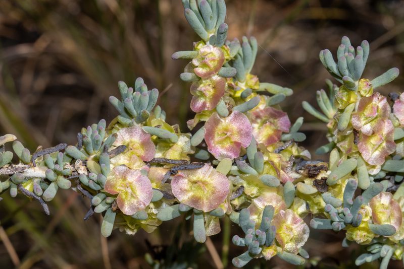 Maireana pentatropis, photographed by T. Hammer