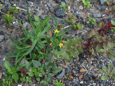 Zaluzianskya divaricata, photographed by Jeremy Gilmore