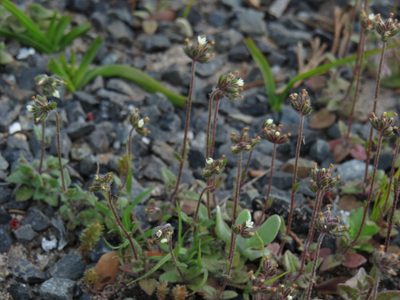 Phyllopodium cordatum, photographed by Jeremy Gilmore