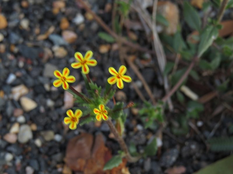 Zaluzianskya divaricata, photographed by Jeremy Gilmore