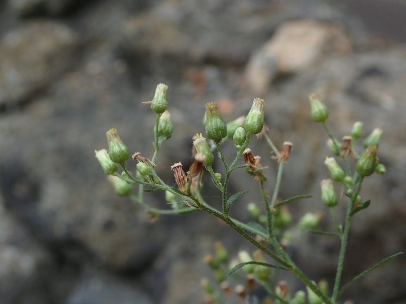 Erigeron floribundus, photographed by Daniel Cahen