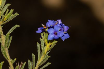 Halgania cyanea, photographed by T. Hammer