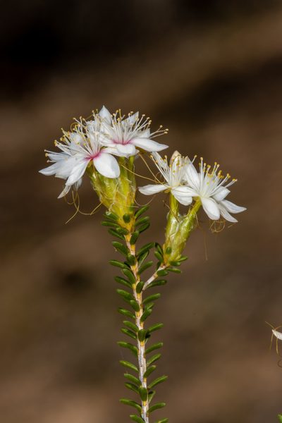 Calytrix involucrata, photographed by T. Hammer