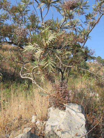 Bocconia arborea, photographed by Viacheslav Shalisko