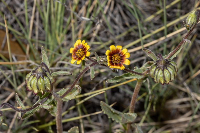 Osteospermum monstrosum, photographed by T. Hammer