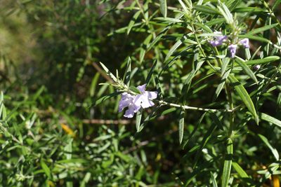 Westringia sericea, photographed by Greg Tasney