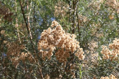 Cassinia laevis, photographed by Greg Tasney