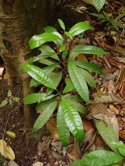 Maclurodendron porteri, photographed by Cheongweei Gan