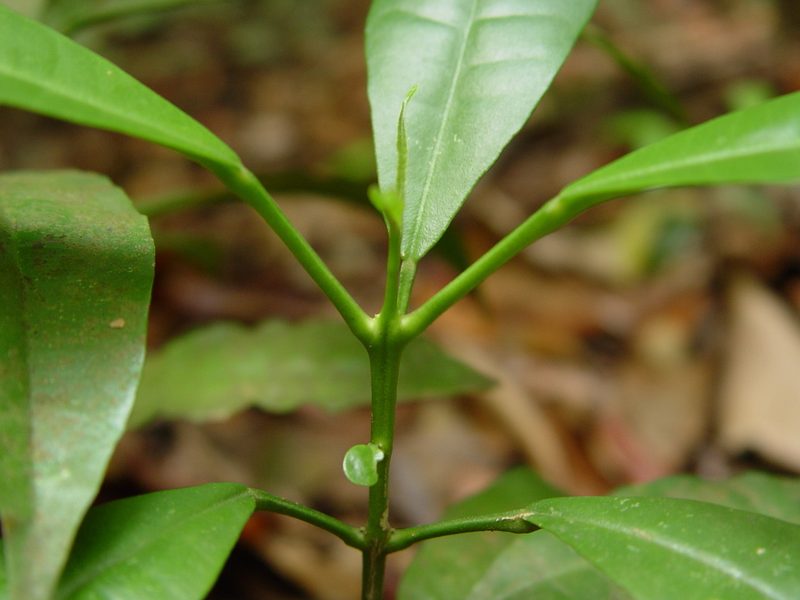 Maclurodendron porteri, photographed by Cheongweei Gan