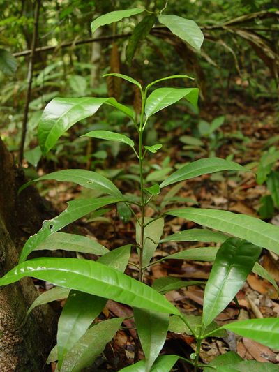 Maclurodendron porteri, photographed by Cheongweei Gan