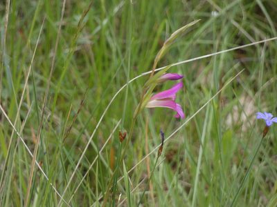 Gladiolus italicus, photographed by Yves Bas
