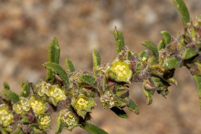 Lawrencia glomerata, photographed by T. Hammer