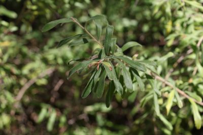 Grevillea linsmithii, photographed by Greg Tasney